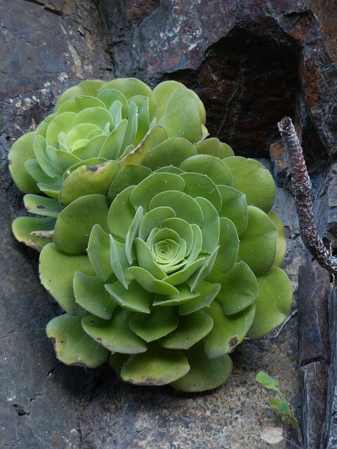 Aeonium haworthii