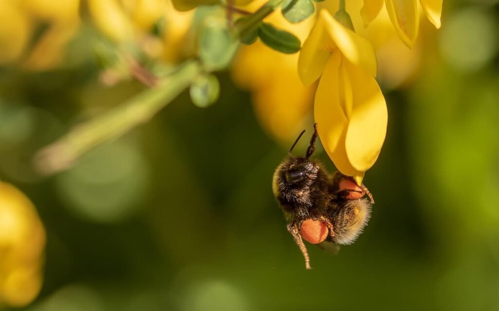 Bourdon sur un genêt