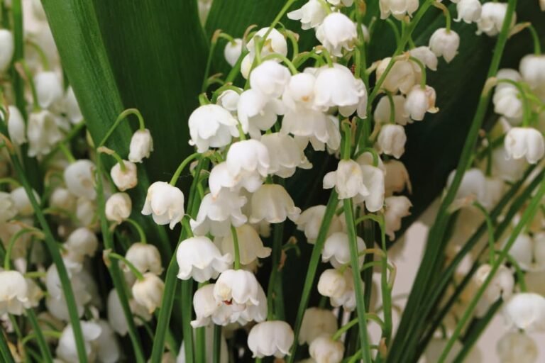 Fleurs de muguet
