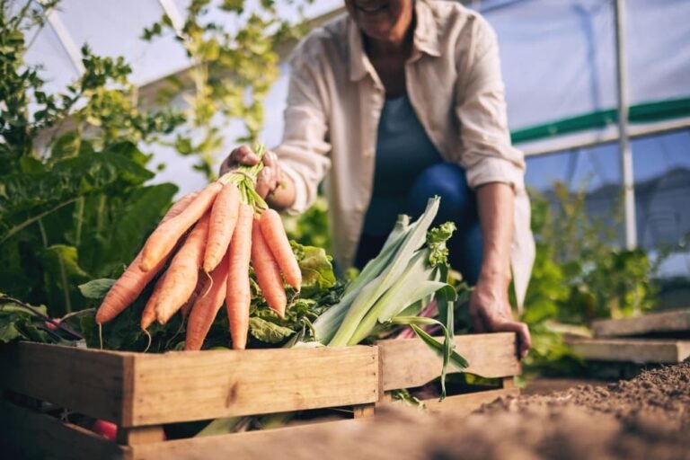 Légumes carottes et agriculture verte et durabilité avec récolte