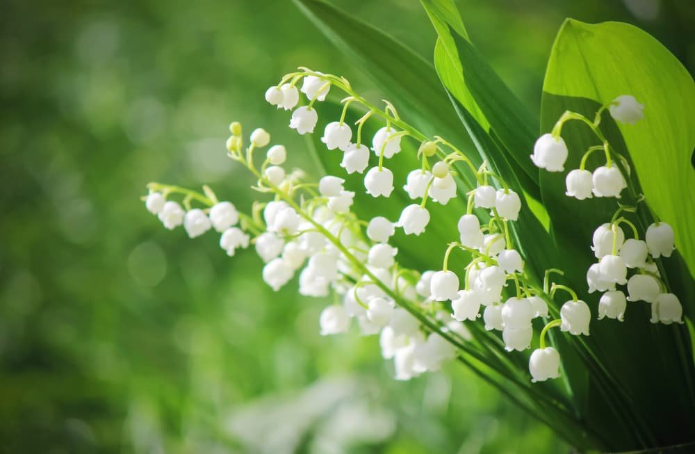 Muguet en floraison