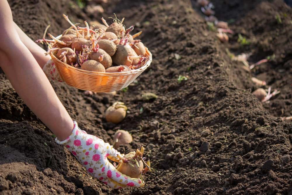 Planter des pommes de terre au printemps des pommes de terre