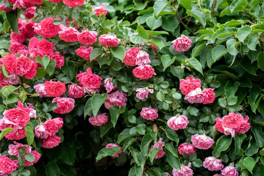 Rosiers grimpants roses dans le jardin