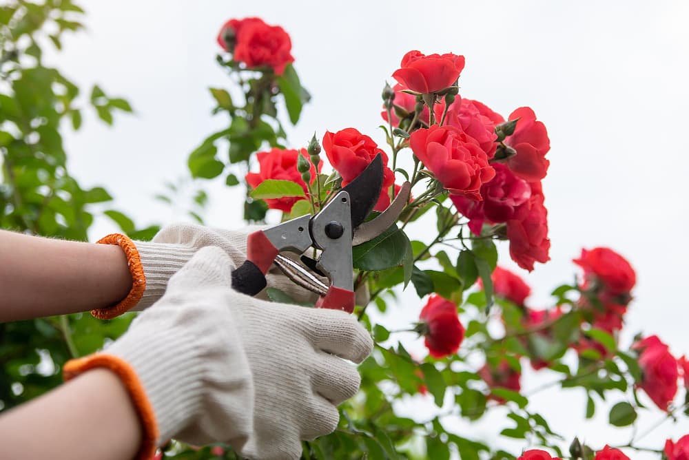 Sécateur de jardin dans les mains
