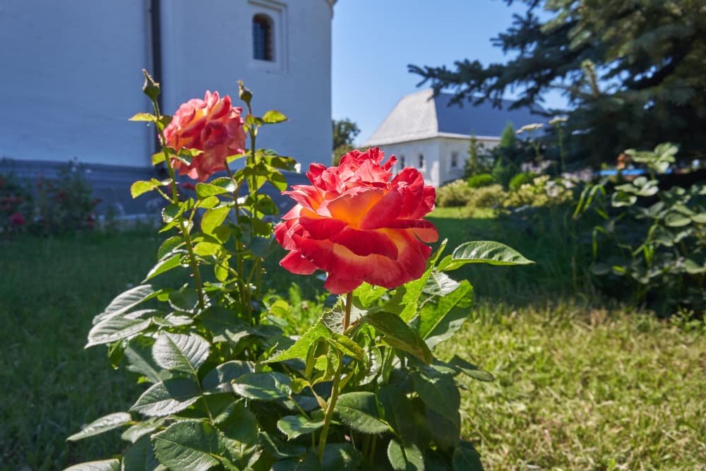 Un buisson de roses en fleurs