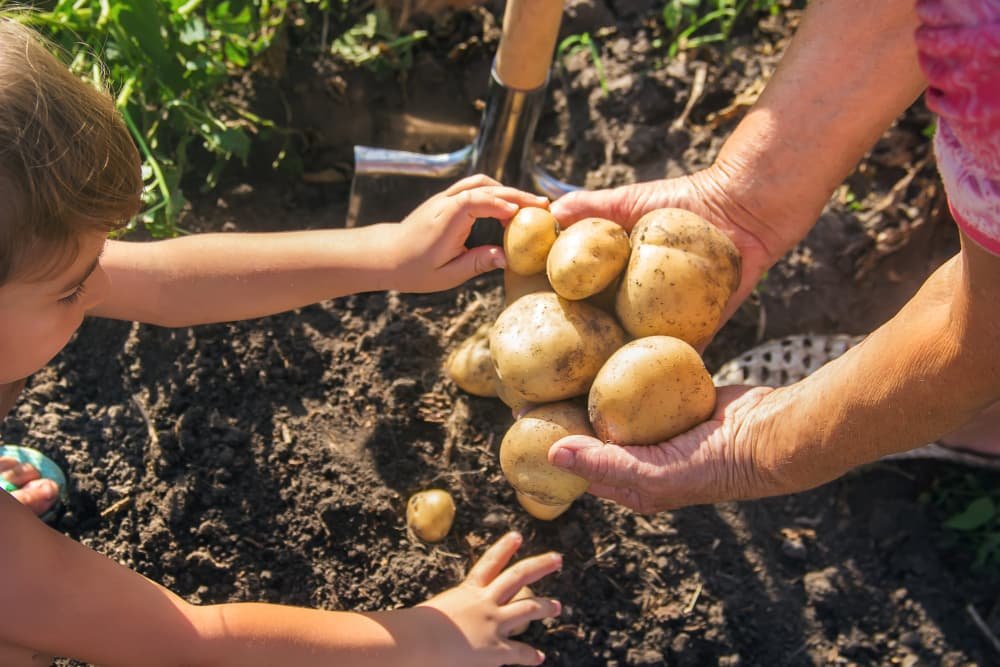 Un enfant avec une grand mère ramasse une récolte de pommes de terre