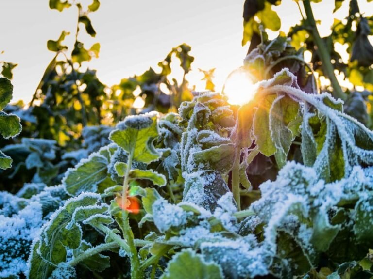 Vue rapprochée de légumes gelés
