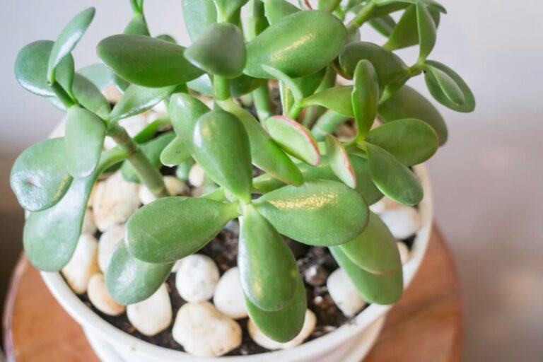 Arbre de Jade