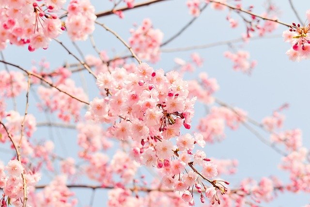 Arbre en fleurs de cerisier