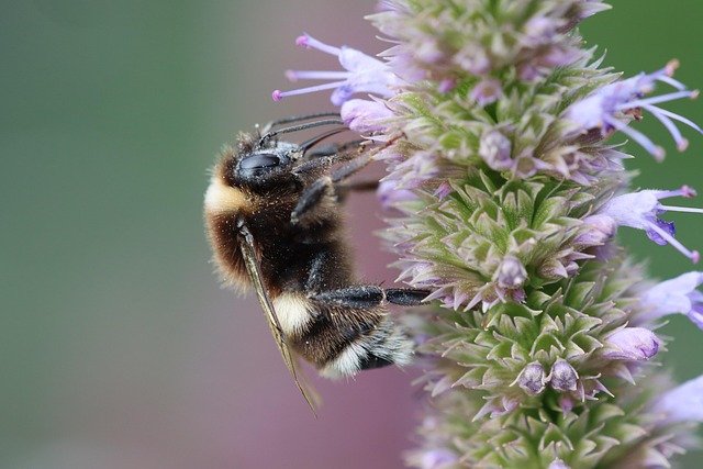 Bourdon Pollinisation