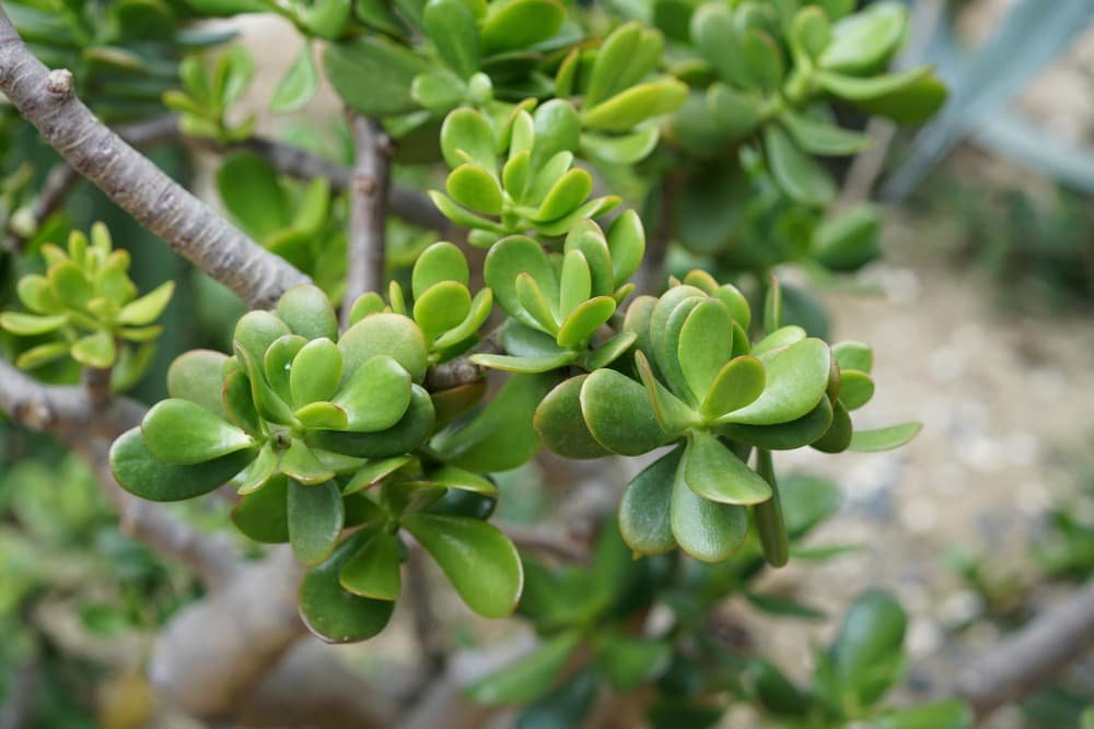 Crassula ovata