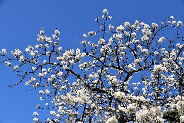 Fleurs de cerisier