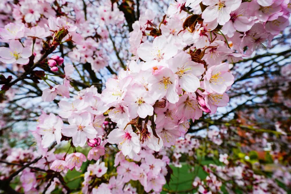 Les fleurs de cerises roses au printemps