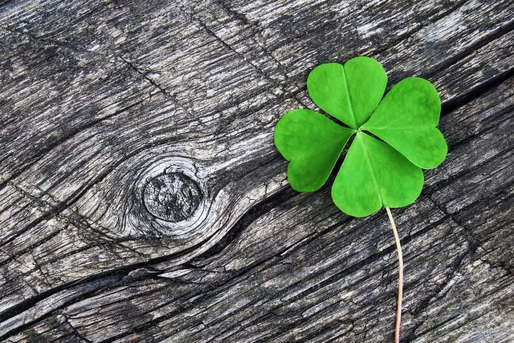 Trèfle à quatre feuilles