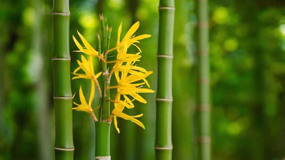 Bambou en fleur