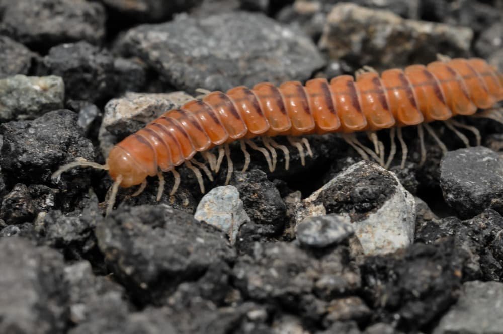 Mille pattes brun rouge