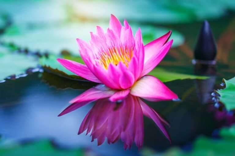 Belle fleur de lotus