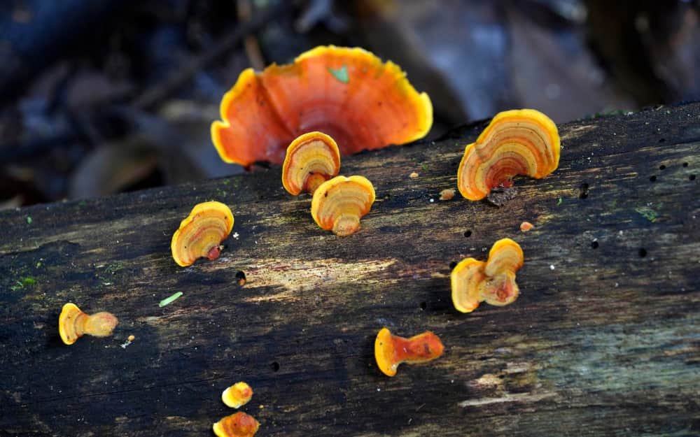 Champignon coloré de forme sur un rondin