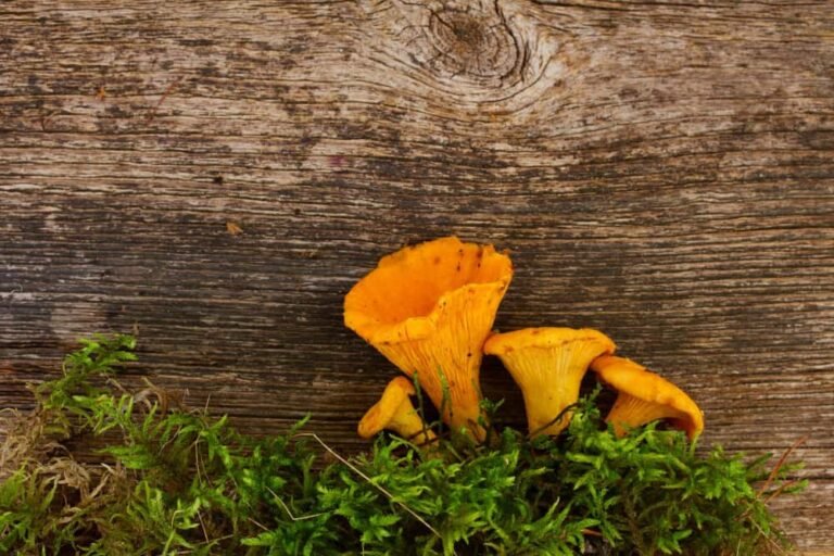 Champignon orange sur bois