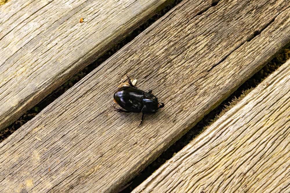 Insecte noir