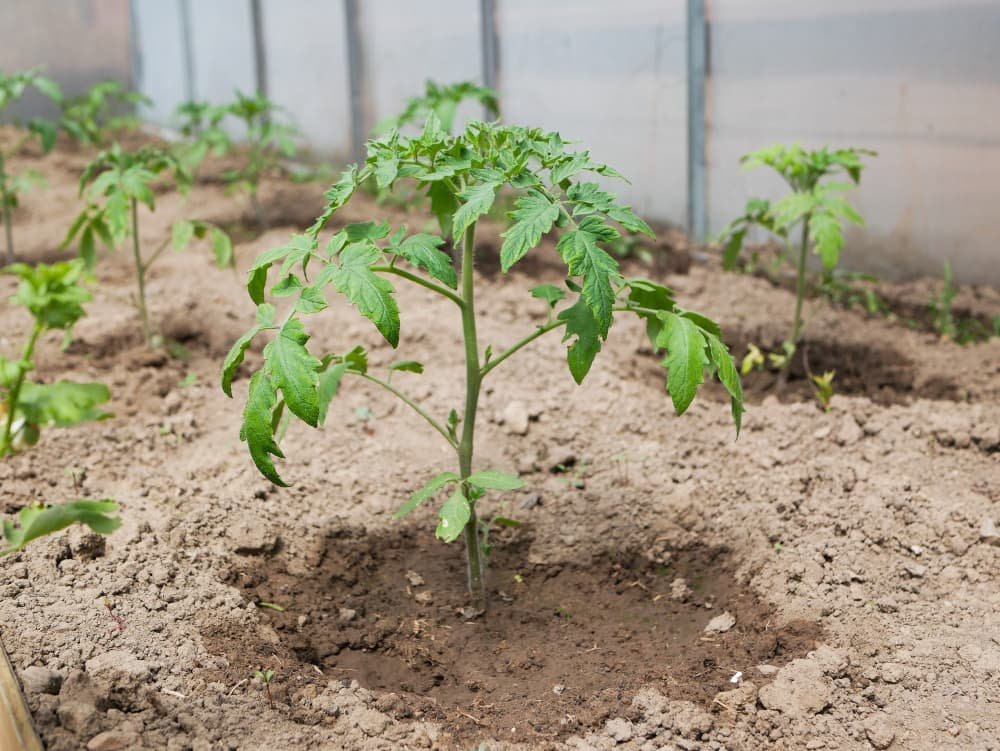 Jeunes buissons de tomates au soleil