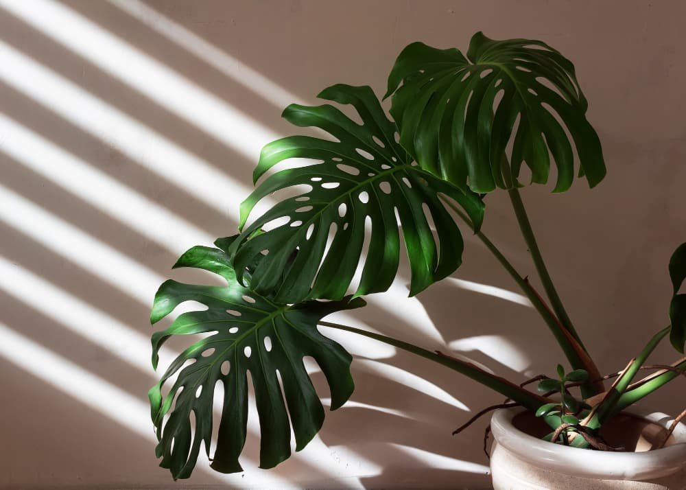 La plante Monstera