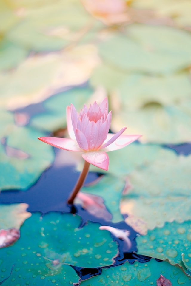 Lotus et nénuphar
