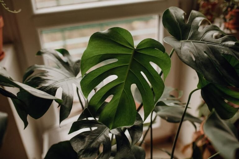 Monstera deliciosa