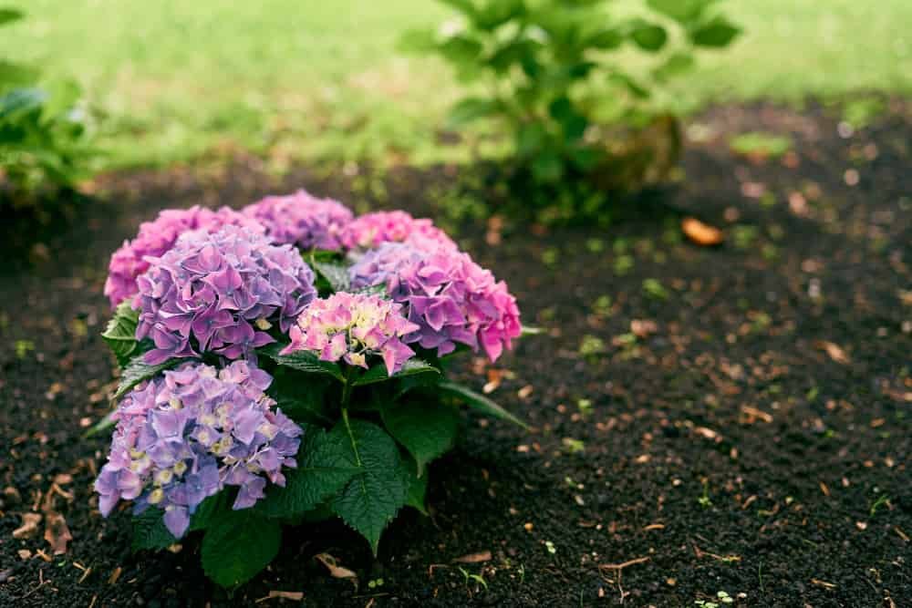 Petit buisson hortensia