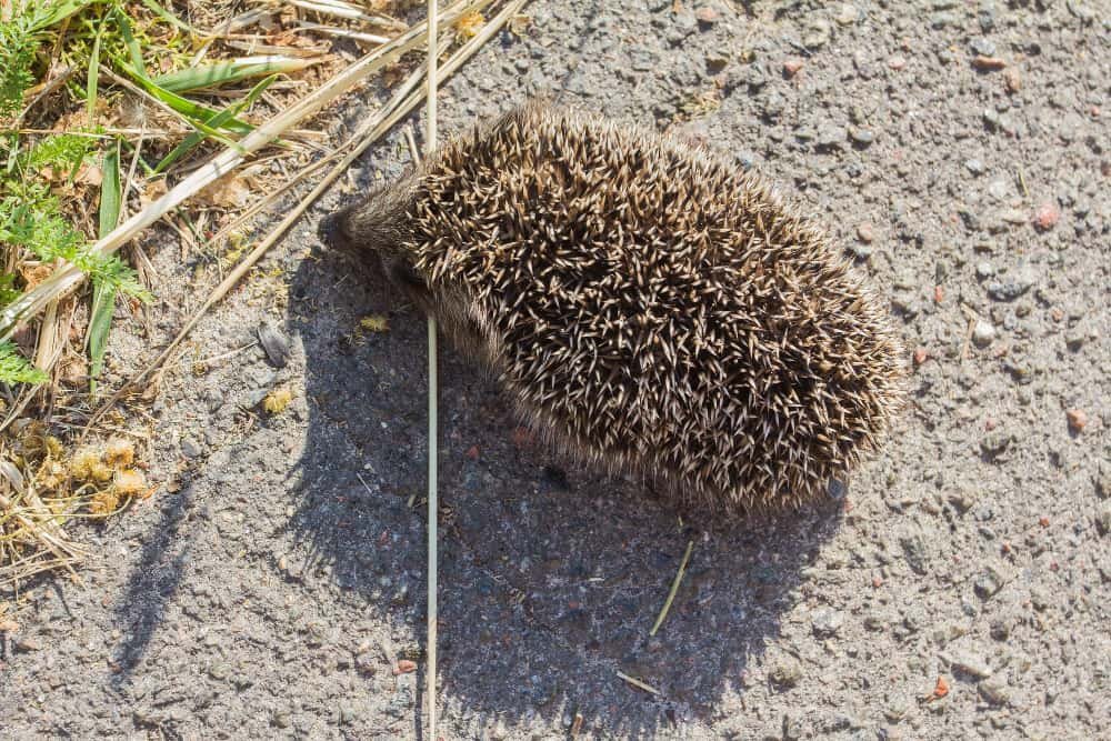 Petit hérisson sur la route