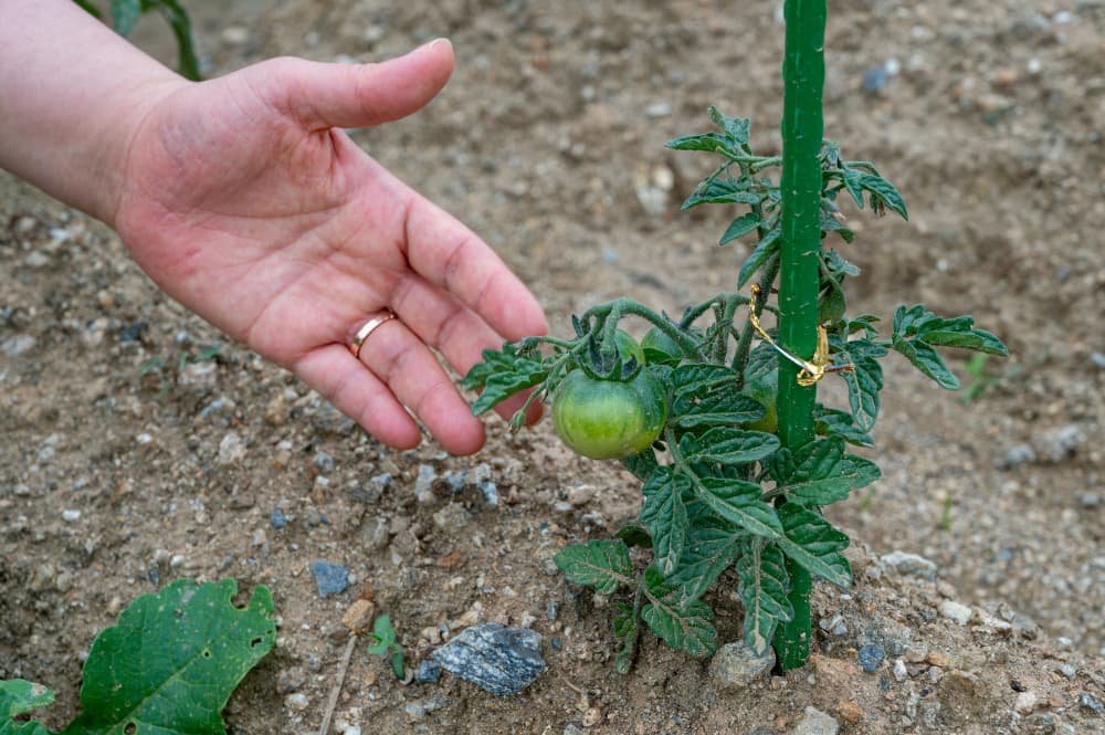 Pied de tomates