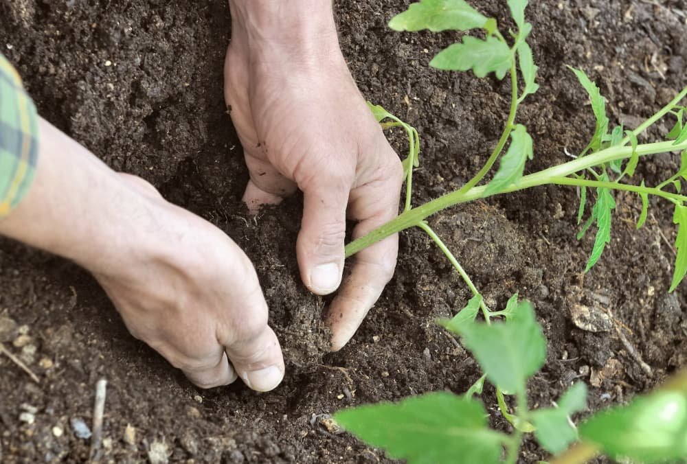 Plantation de semis