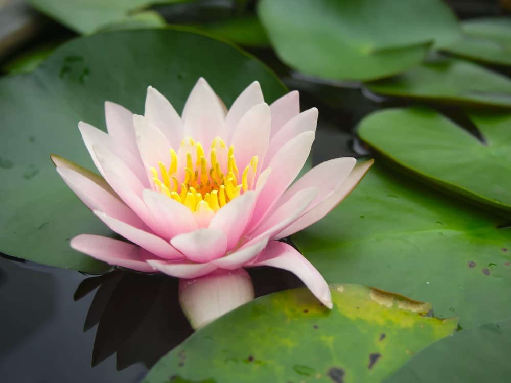 Une fleur de lotus