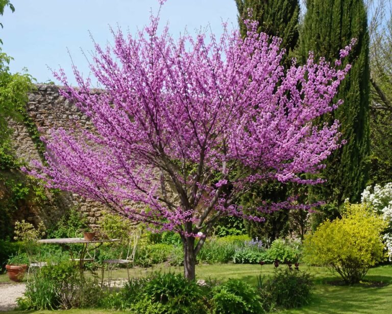 Arbre de judée
