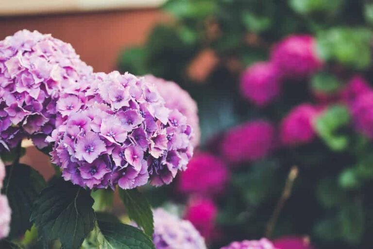 Hortensia violet et rose en fleurs