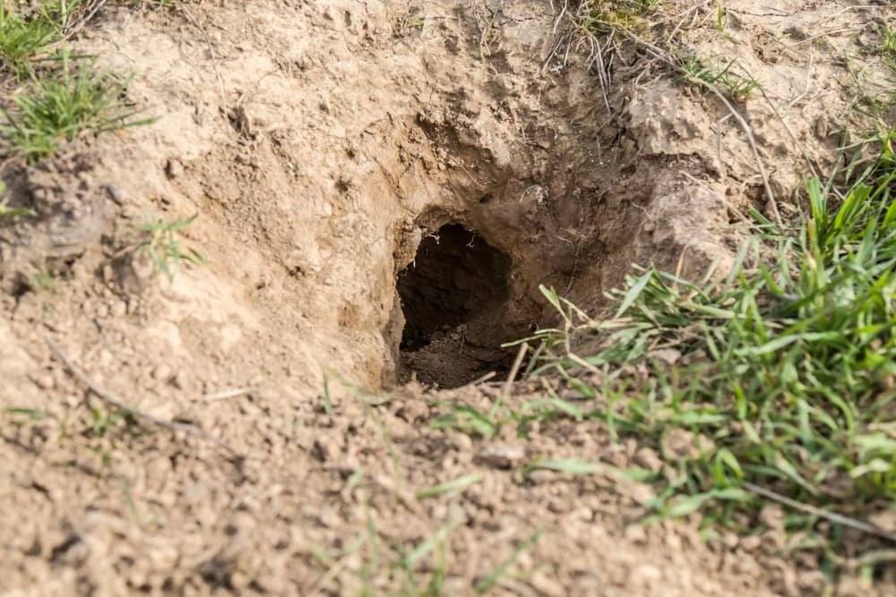 Terrier dans la nature libre