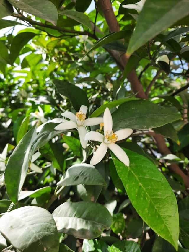 Fleurs oranger du mexique