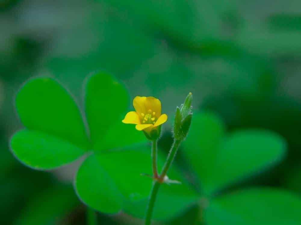 La fleur de la plante Oxalis