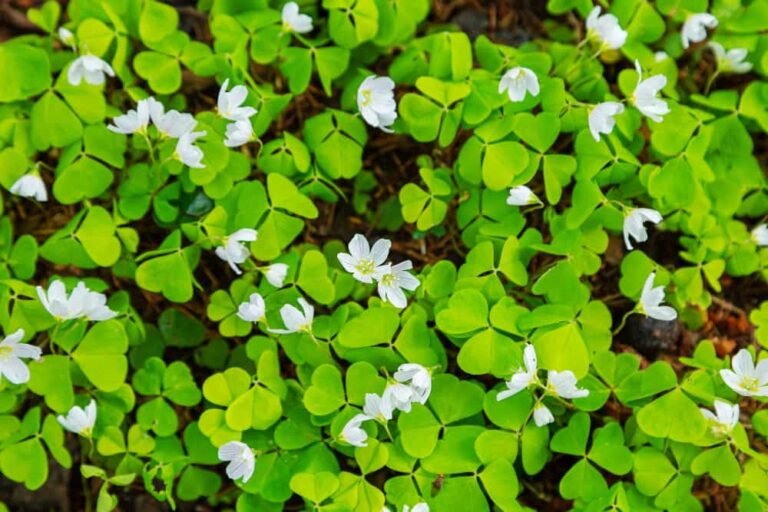 La prairie en fleurs Oxalis