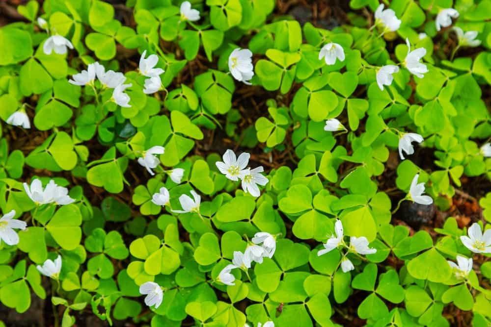 La prairie en fleurs Oxalis
