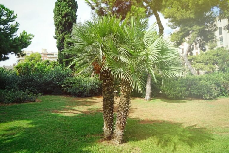 Palmeraie dans le jardin botanique