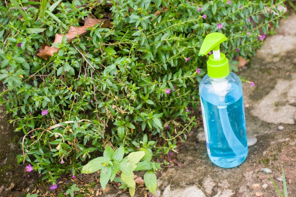Vinaigre sur la plante dans le champ