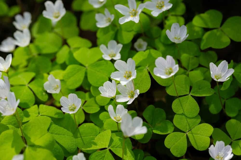 Fleur blanche oxalis acetosella