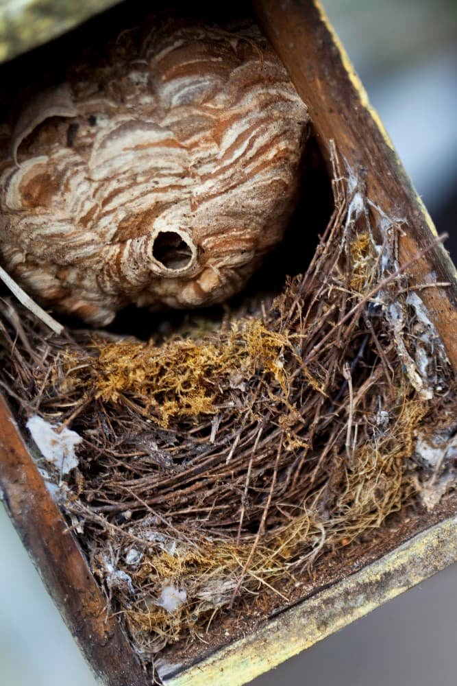 Nid de frelons dans une petite cabane en bois