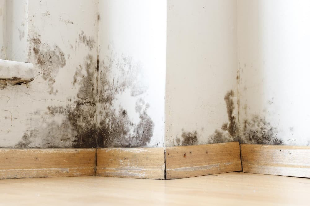 Bâtiments humides endommagés par la moisissure