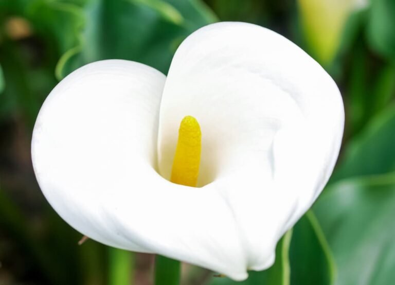 Fleur calla