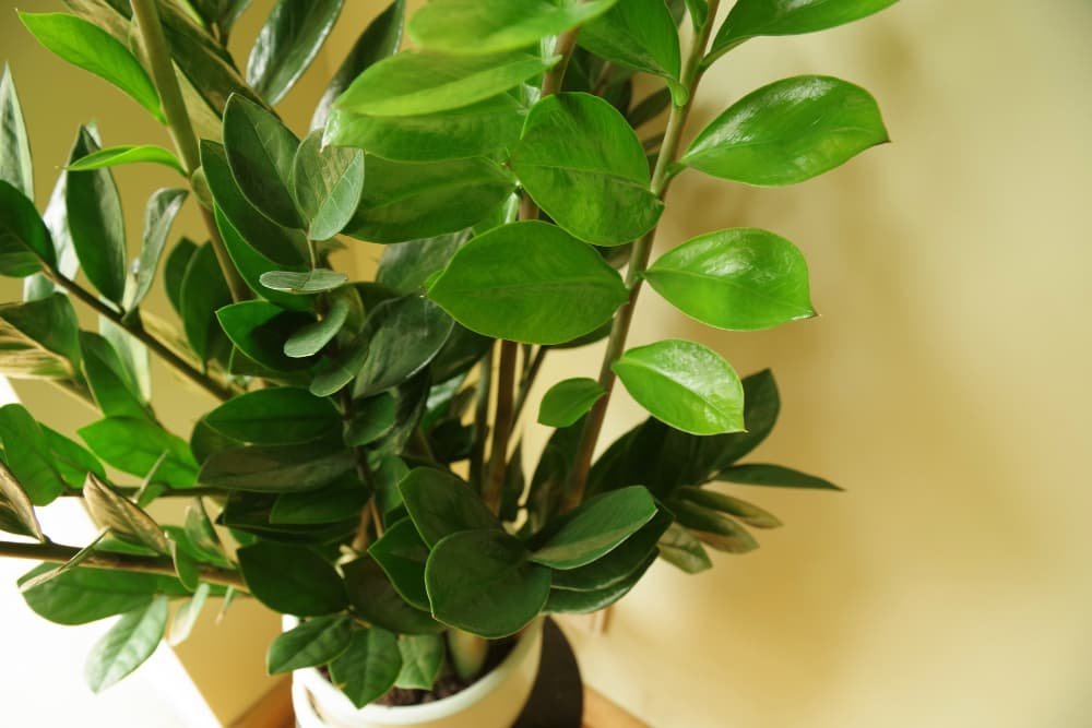 Zamioculcas