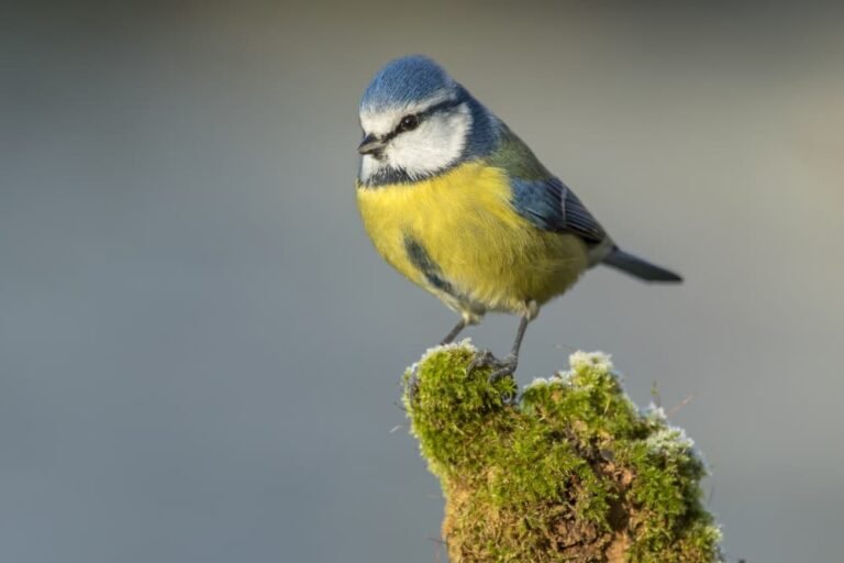 Gros plan mésange bleue
