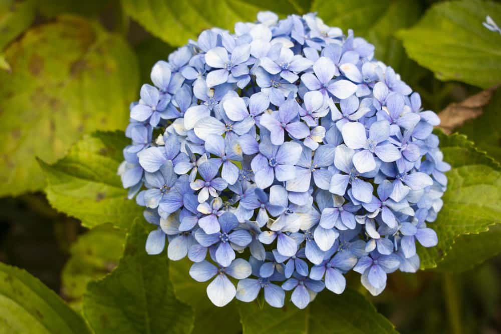 Hortensia