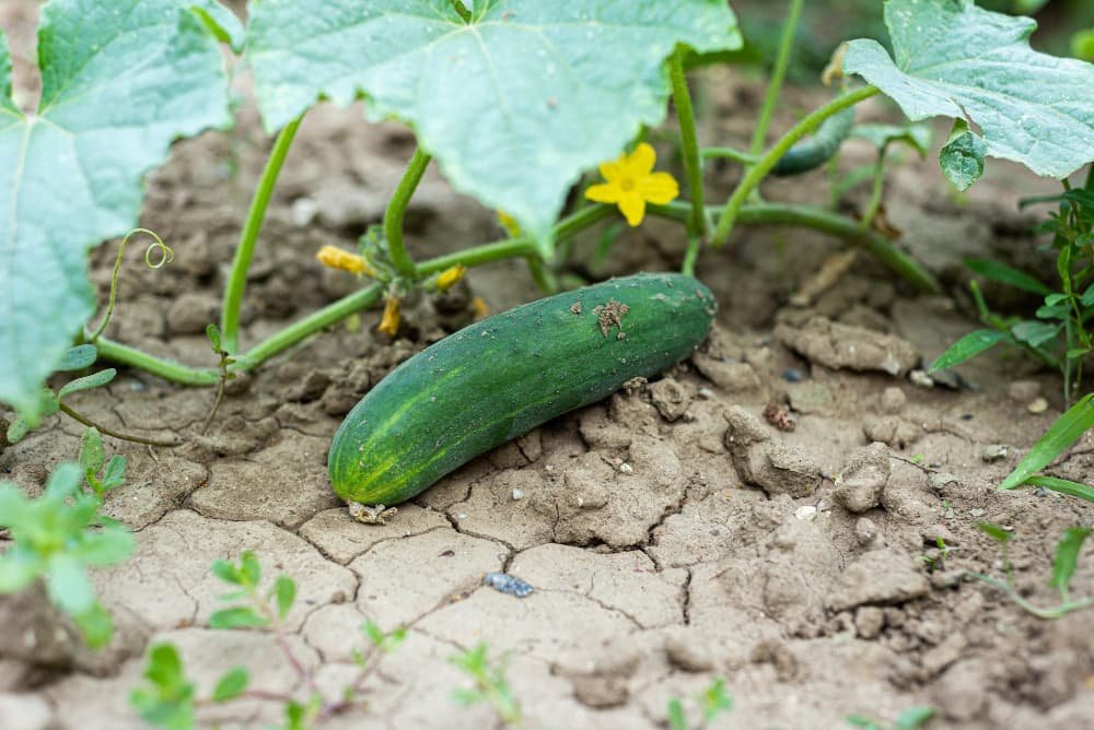 Le concombre bio frais dans le jardin en plein air